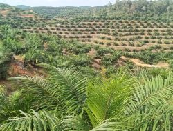 Pembabatan Hutan Adat di Ketapang Terancam Pelaku Diancam Sanksi Berat: Tokoh Adat Minta Pemerintah Tindak