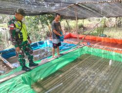 Perkuat Ketahanan Pangan, Babinsa Selakau Tua Turun Langsung Dampingi Peternak Ikan