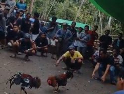 Sabung Ayam di Desa Karanji Diduga Dibekingi Oknum, Judi Terang-Terangan Tiap Pekan