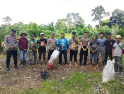 Polsek Putussibau Utara Dukung Ketahanan Pangan, Tanam Jagung Kuartal II Di Desa Sungai Uluk Palin