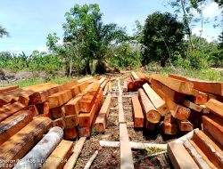 Kayu Olahan Menggunung di Tanjung Karang, Legalitas Somel Disorot—APH dan Instansi Terkait Didesak Bertindak