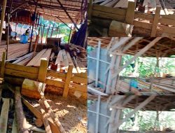 Diduga Beroperasi Tanpa Izin, Sawmill di Desa Pancaroba Disorot Warga, APH Diminta Bertindak